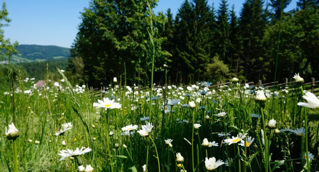 Wo die Blumen blühen, da geht’s auch den Menschen gut. Miesenbach macht’s vor, denn hier sprießen die Blumen in all ihrer Pracht.