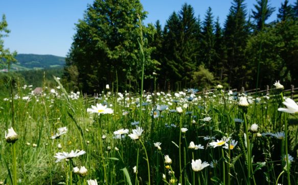 Wo die Blumen blühen, da geht’s auch den Menschen gut. Miesenbach macht’s vor, denn hier sprießen die Blumen in all ihrer Pracht.