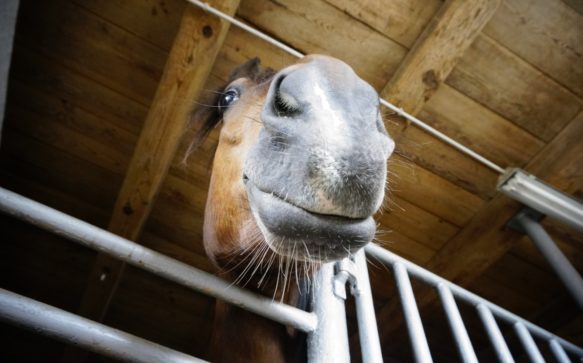 Das Glück der Erde liegt auf dem Rücken der Pferde. Und natürlich in Miesenbach, bei den örtlichen Reitsportvereinen.