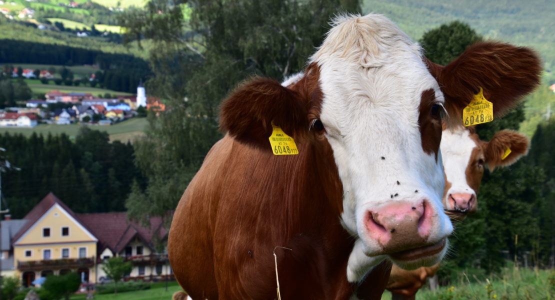 Foto Jahresrückblick 2016 von Miesenbach