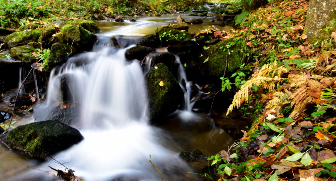 Herbst am Miesenbach (6)