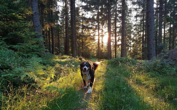 Die Hunde-Stars von Miesenbach