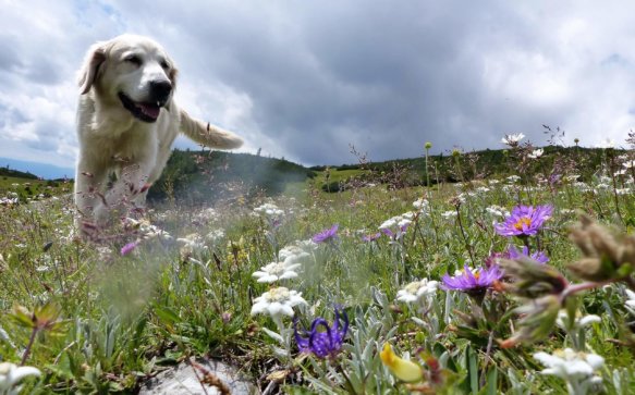 Die Hunde-Stars von Miesenbach stehen fest!