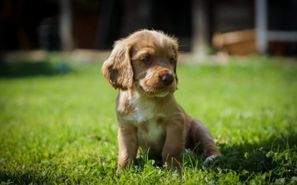 Die Hunde-Stars von Miesenbach: Das Ergebnis!