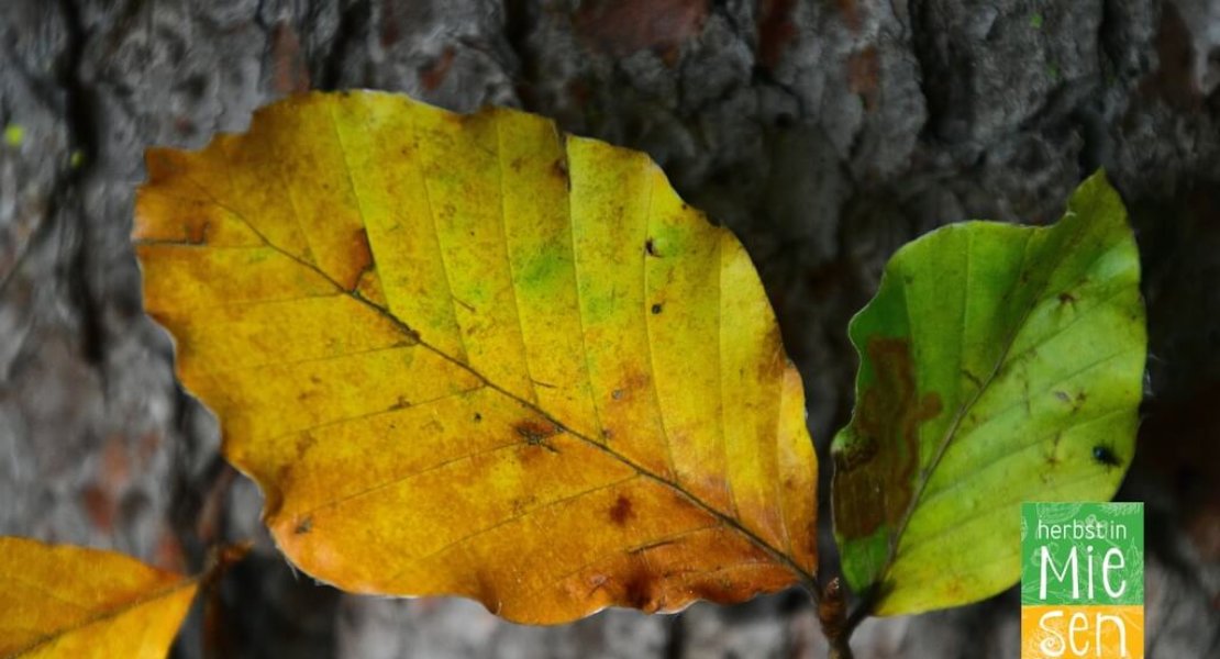 Herbst in Miesenbach (12)