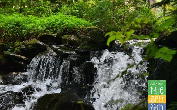 Der Wasserweg in Miesenbach – die kleinen Geheimnisse