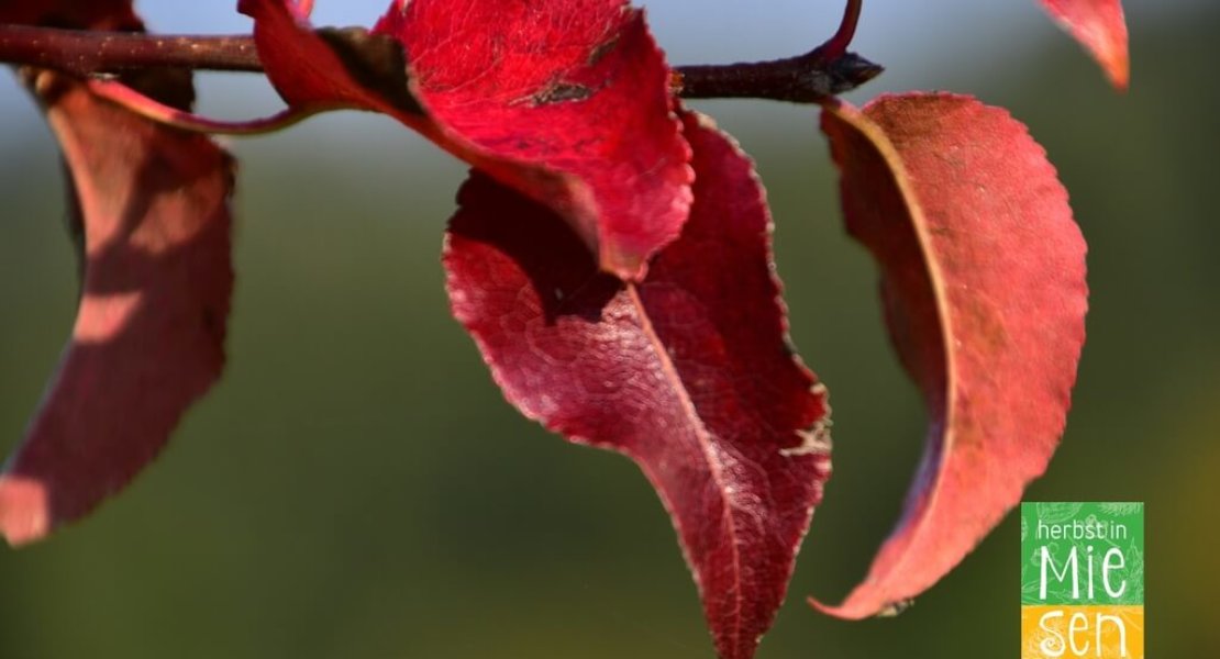 Herbst in Miesenbach (5)