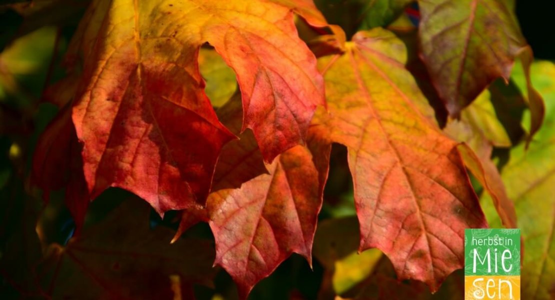 Herbst in Miesenbach (6)