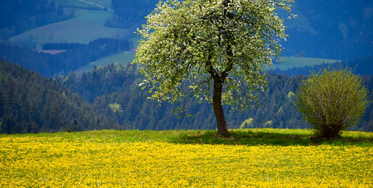 Wandern in Miesenbach: Unsere Routen