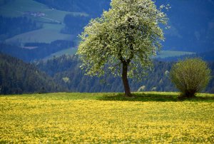 Ostern blühende Bäume