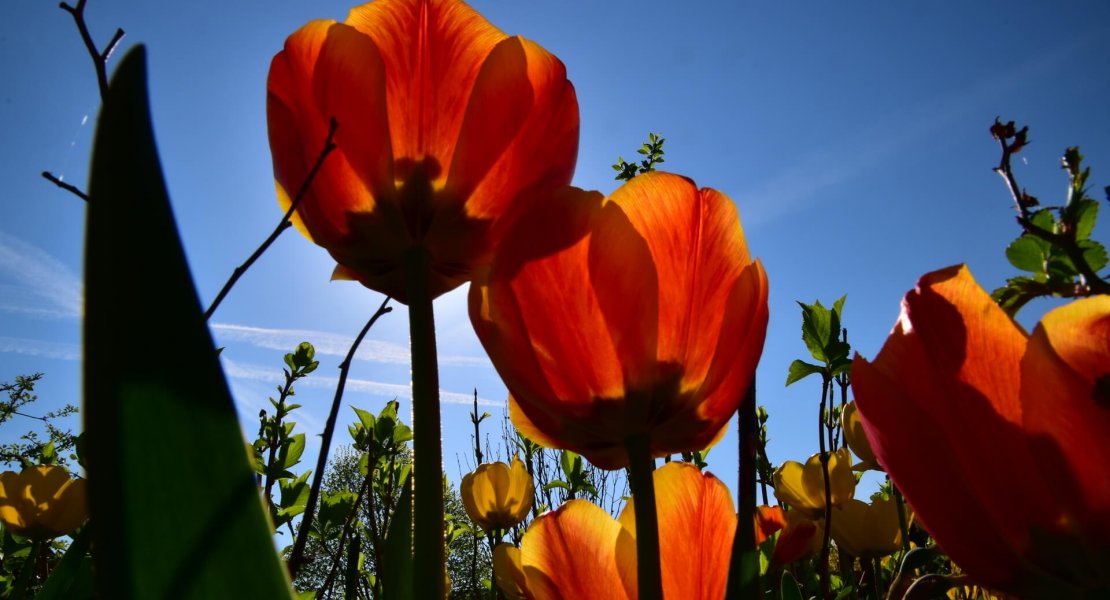 Tulpen Miesenbach Frühjahr 2018