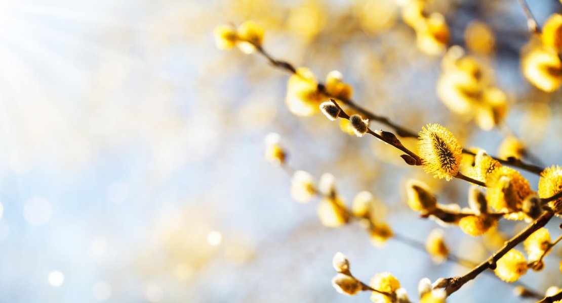 Easter or spring background with flowering willow branches against blue sky in sunlight.