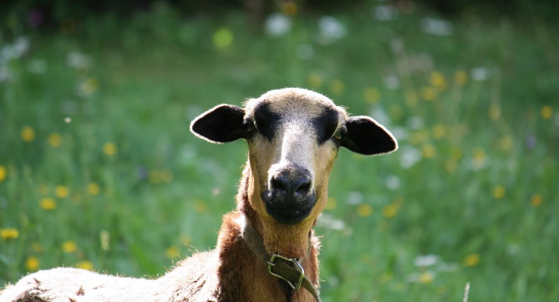 Kam ein Schaf aus Kamerun zum Wildwiesenhof