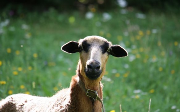 Kam ein Schaf aus Kamerun zum Wildwiesenhof