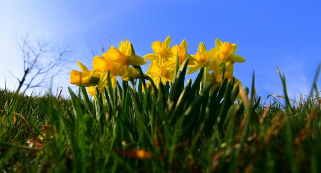 Frühjahr Narzissen