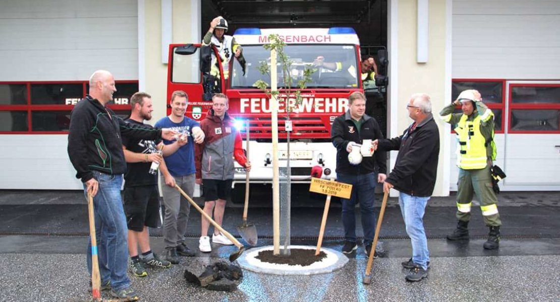 Hirschbirn Pflanzfoto