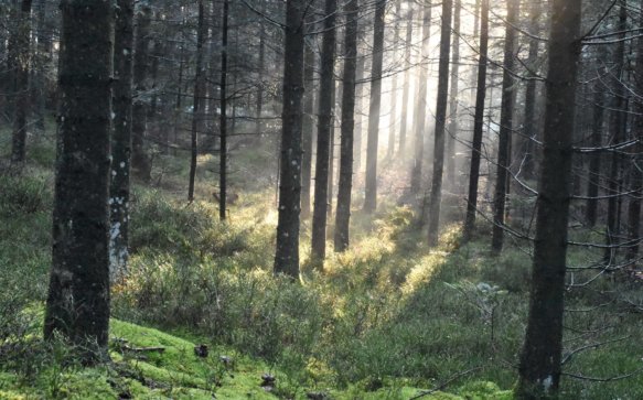 Wandern, wo die Natur in der Steiermark am schönsten ist.