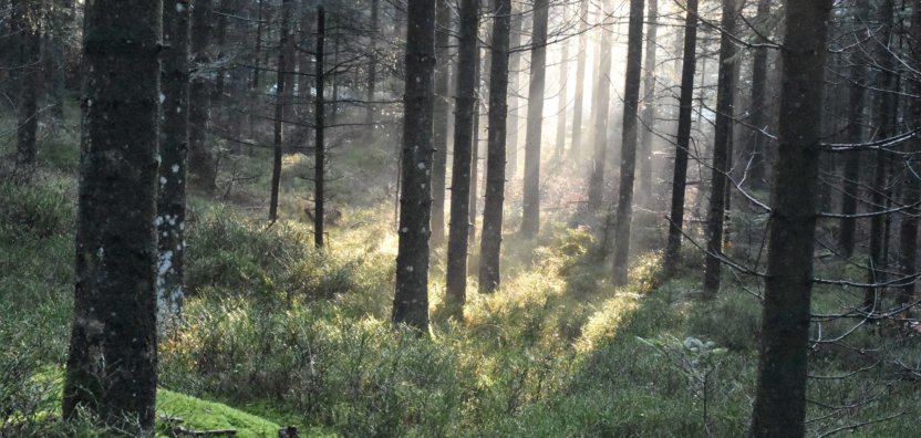 Wandern, wo die Natur in der Steiermark am schönsten ist.