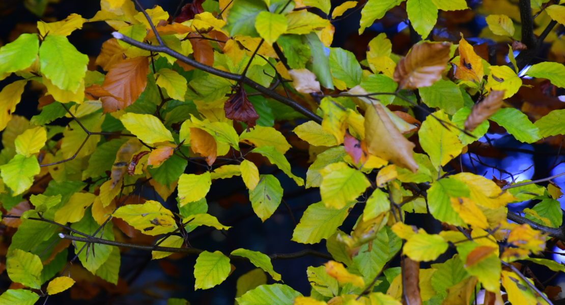 Natur steirisch erleben: Der Goldene Miesenbacher Herbst