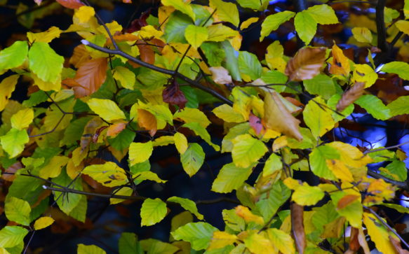 Natur steirisch erleben: Der Goldene Miesenbacher Herbst